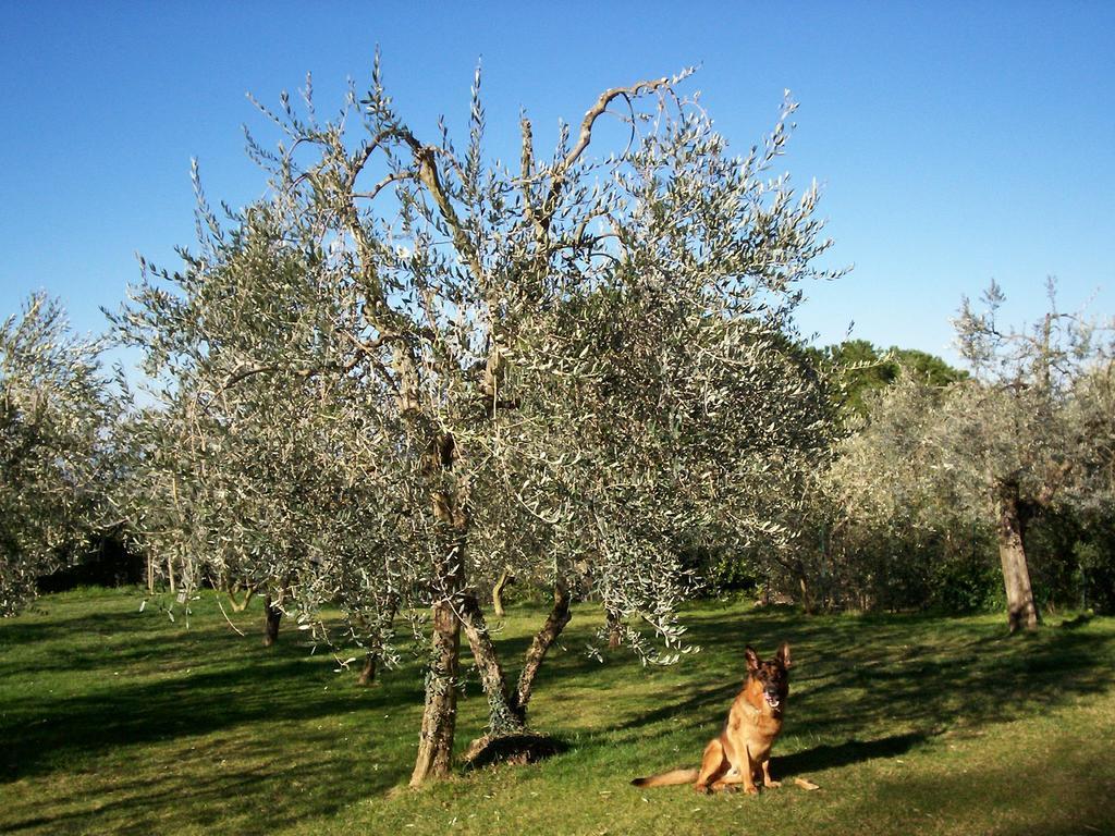 Podere Il Caggio Rooms San Gimignano Ngoại thất bức ảnh